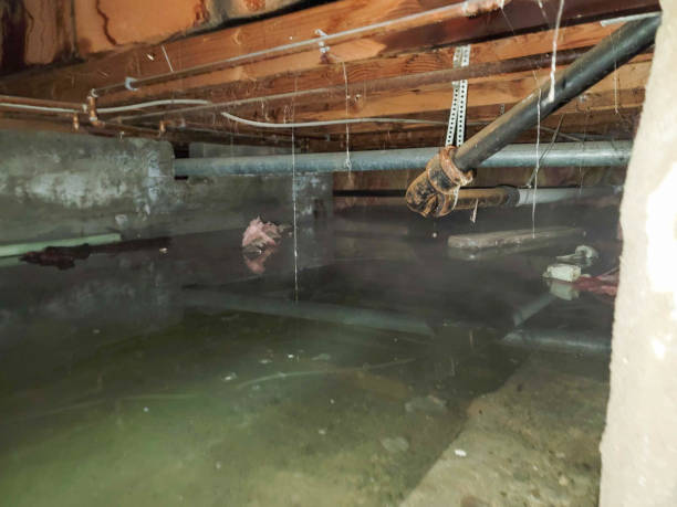 Best Water damage restoration specialists  in Camanche, IA