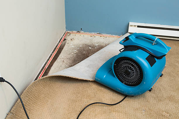Best Professional water damage repair  in Camanche, IA